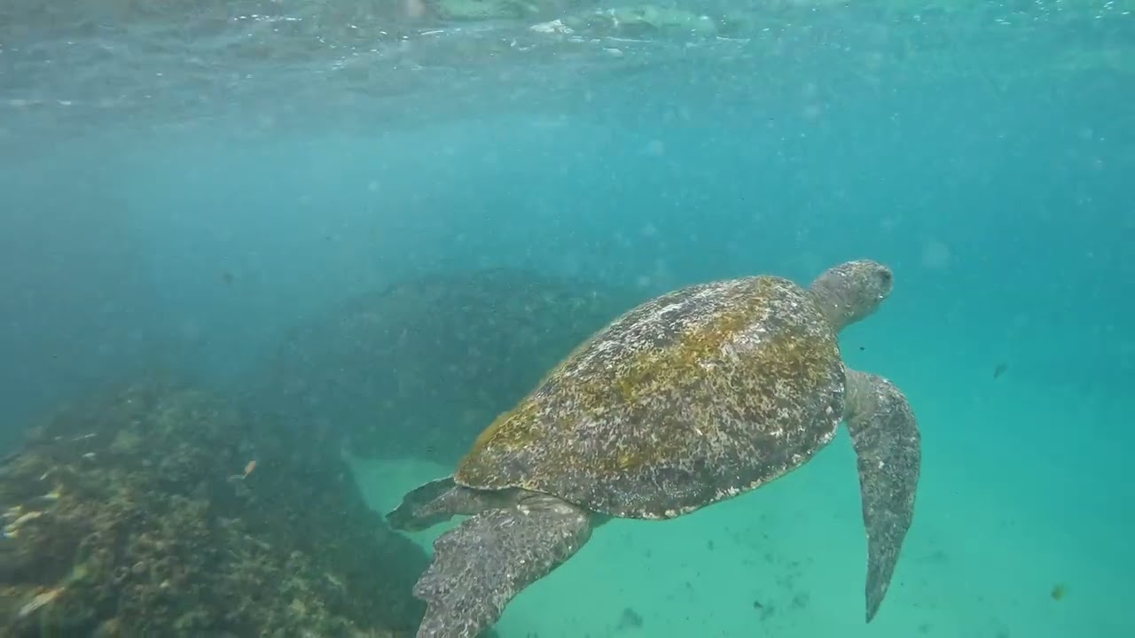Double Island Point - Hidden Turtle Sanctuary