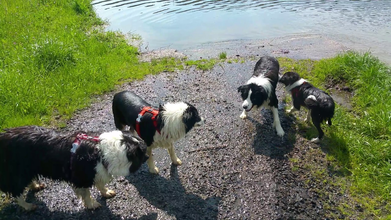 22.5.2017 Swimming 2 Alla, Bucky, Hachiko, Tyra
