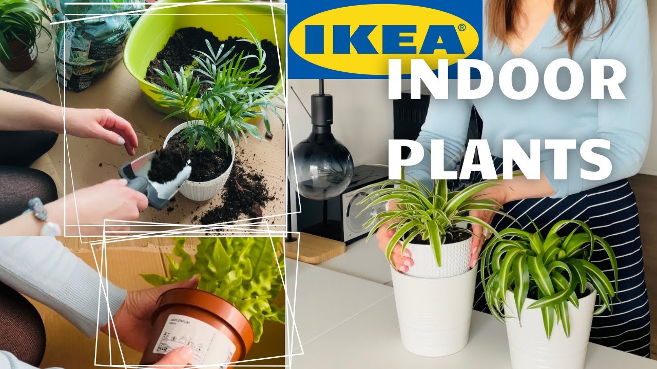 ROŚLINY DONICZKOWE Z IKEA Co warto kupić w IKEA?