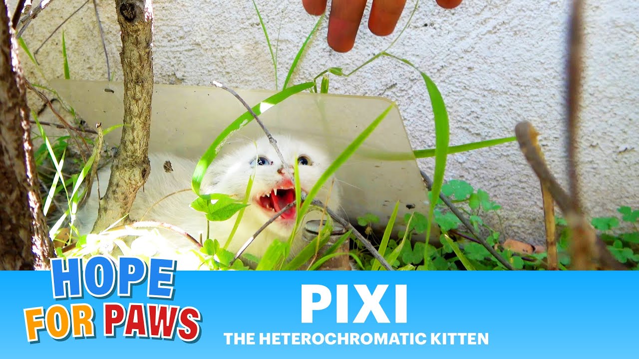 A homeless, rare, heterochromatic kitten gets rescued and then meets a rare dog! 🐺🙀 #kittenrescue