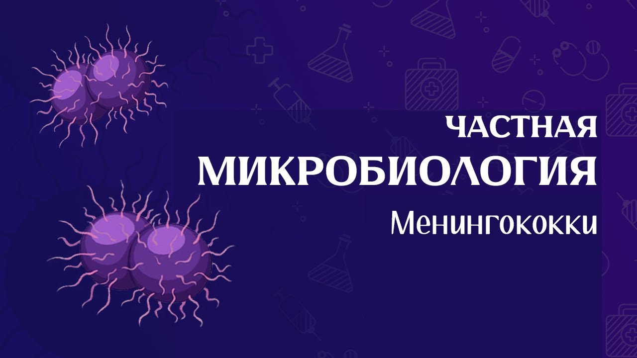 Частная микробиология - Нейсерии
