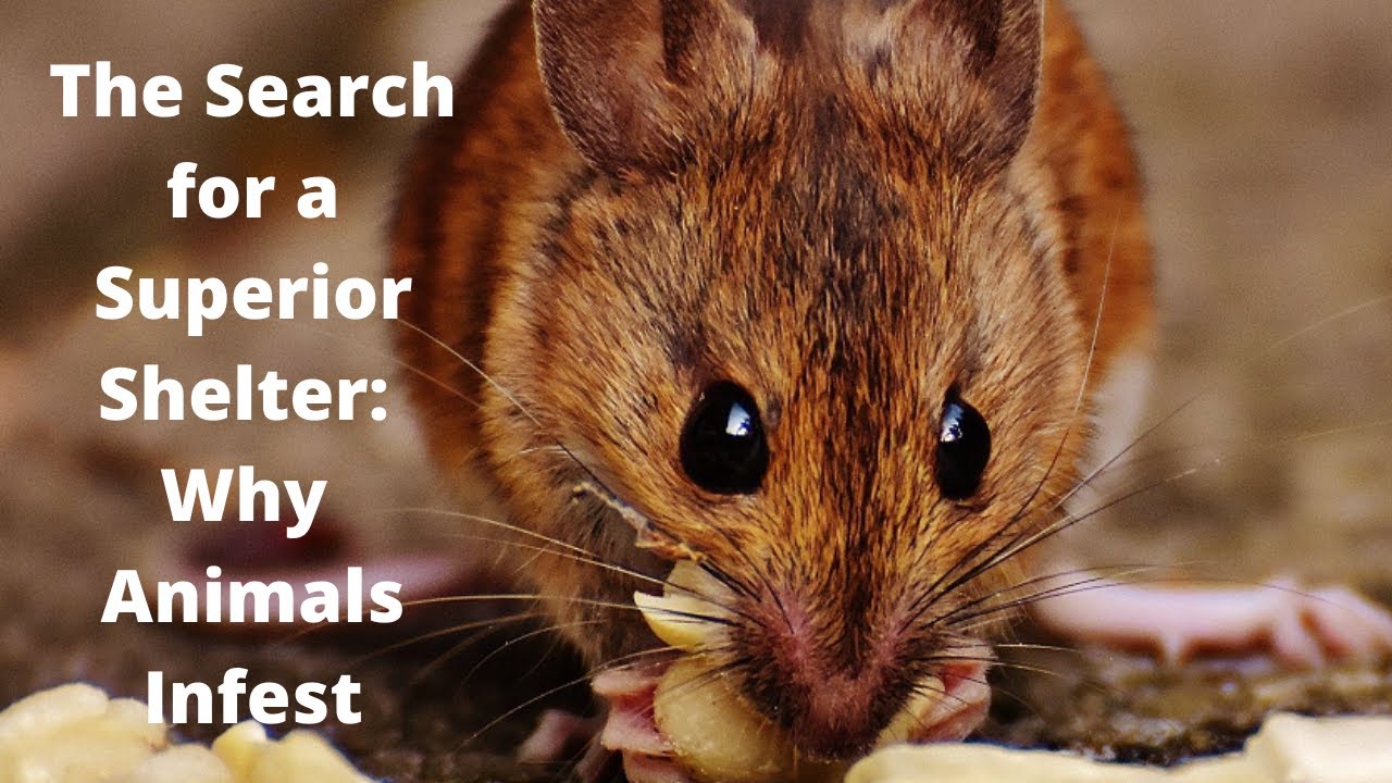 The Search for a Superior Shelter - Why Animals Infest