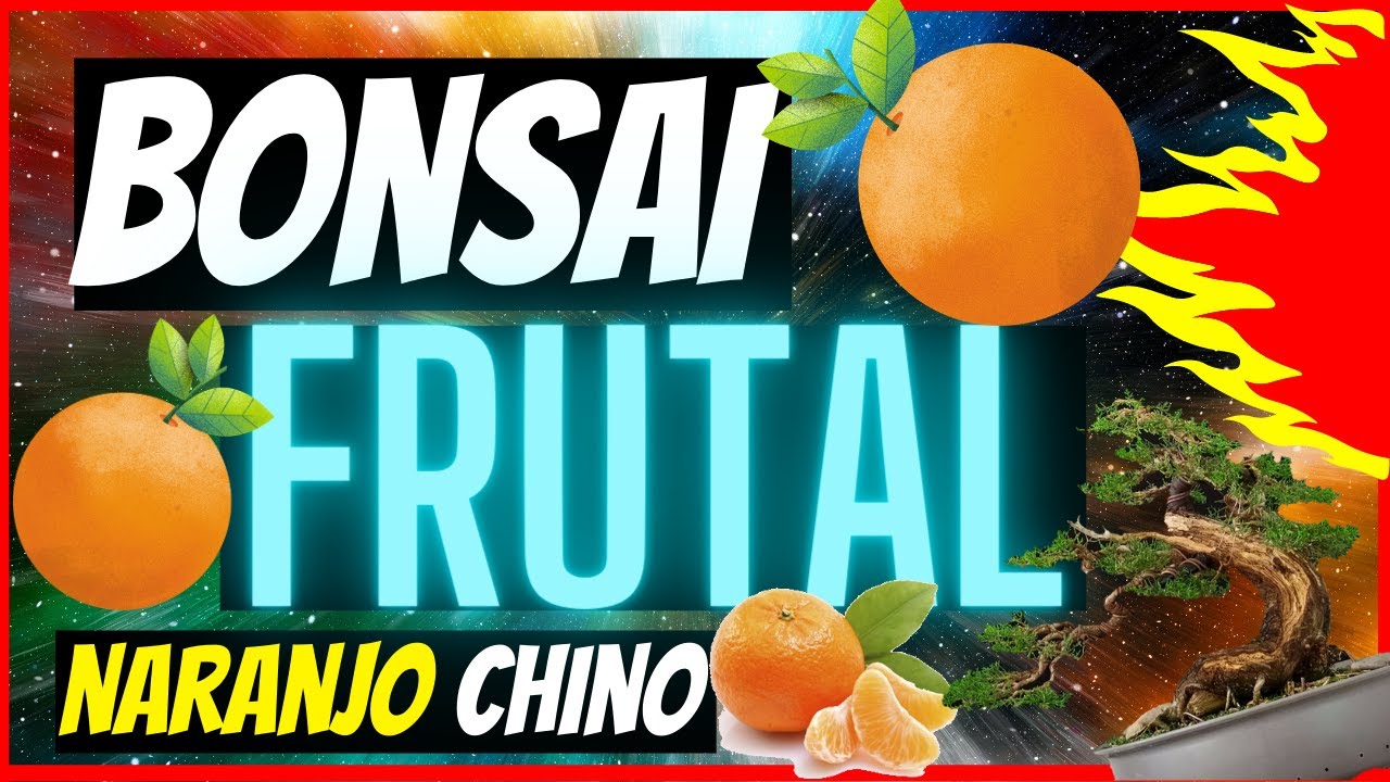 como HACER un 🍊BONSAI FRUTAL🍊 PASO a PASO (bonsái de naranjo chino) PARTE 1🌳