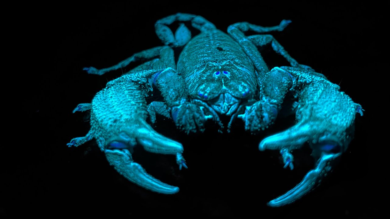 Colombia's largest scorpion