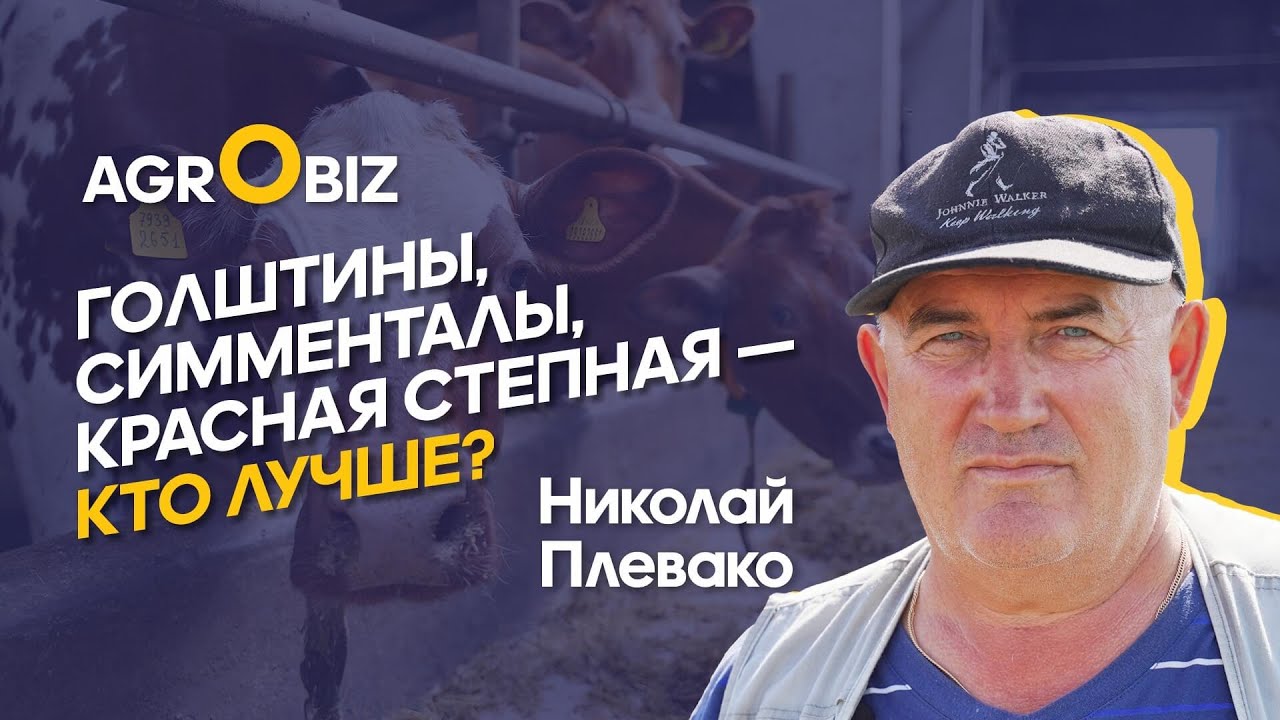 Какая молочная порода КРС лучше для Казахстана | ТОО «Победа» | Agrobiz