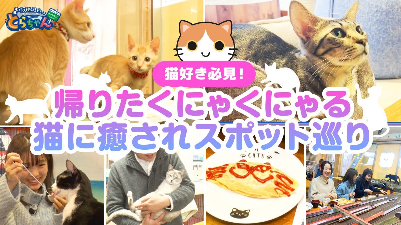 【至福】大阪で保護猫とくつろげるジオラマ食堂と、ねこ浴場＆ねこ旅籠での癒し！猫の日特集！（阪神高速社員オススメ）