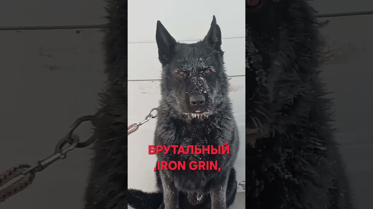 БРУТАЛЬНЫЙ=IRON💯%GRIN🇩🇪#суперсобака#немецкая_овчарка# WOLF#зима 