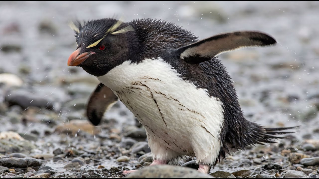 Why These Penguins Must Bathe Every Day to Survive | A Hidden Feather Secret