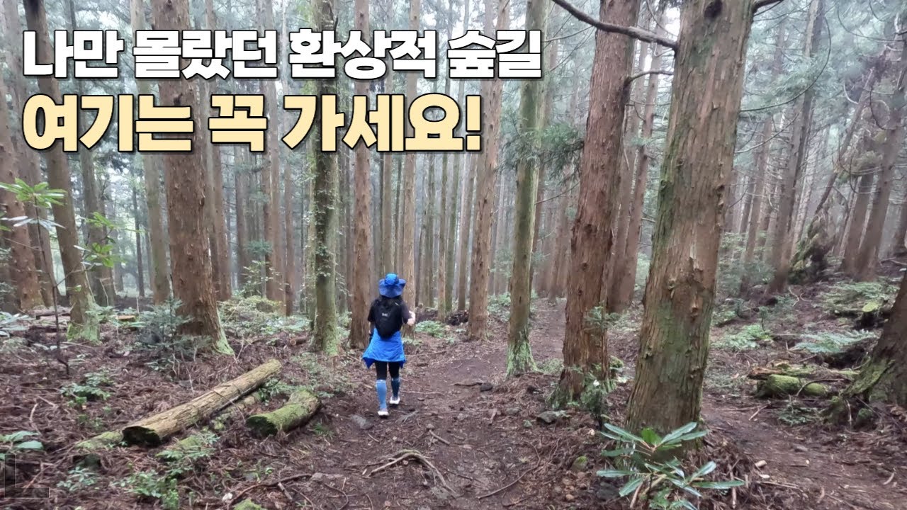 비교 불가!! 환상적인 숲속 풍경 | 천아숲길 | 한라산둘레길 1코스 | JTBC 트레일 코리아 시즌2 제주