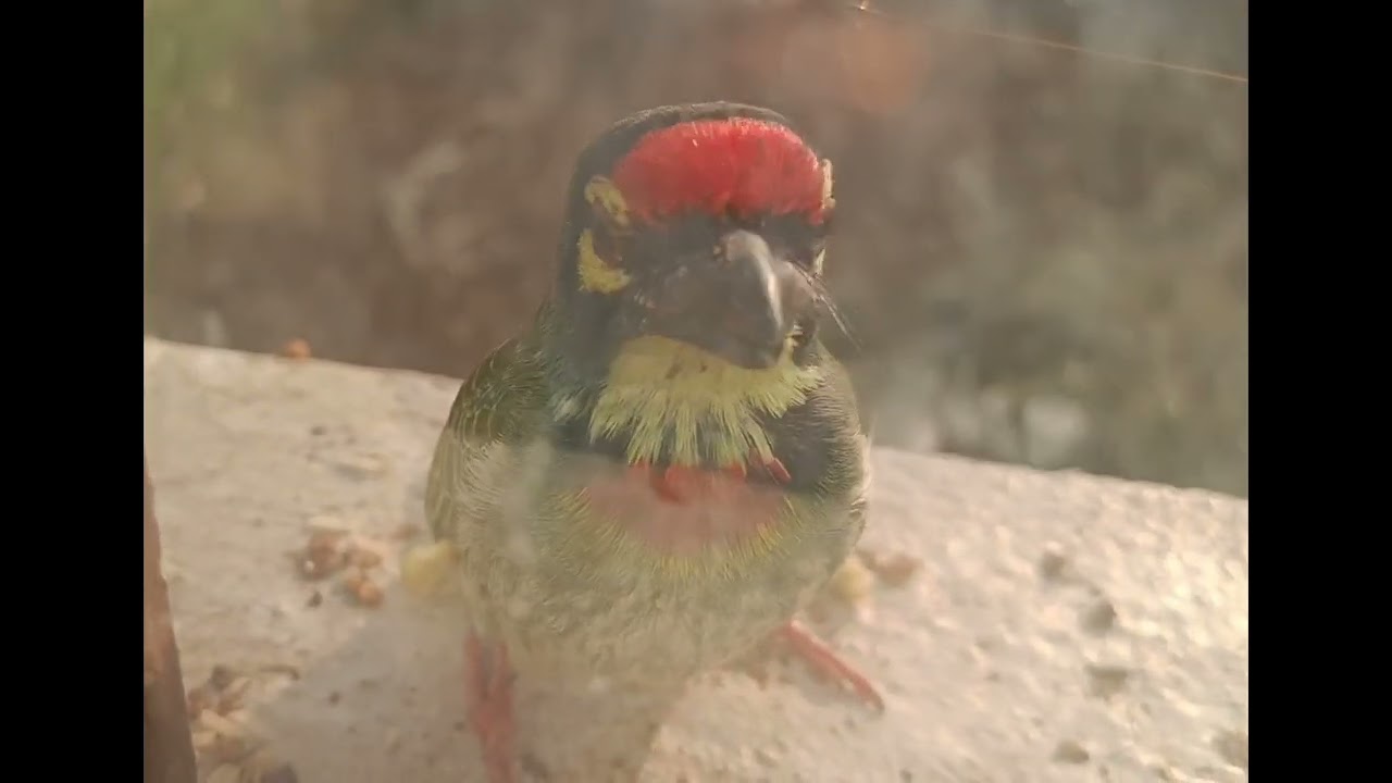 My little bird once again