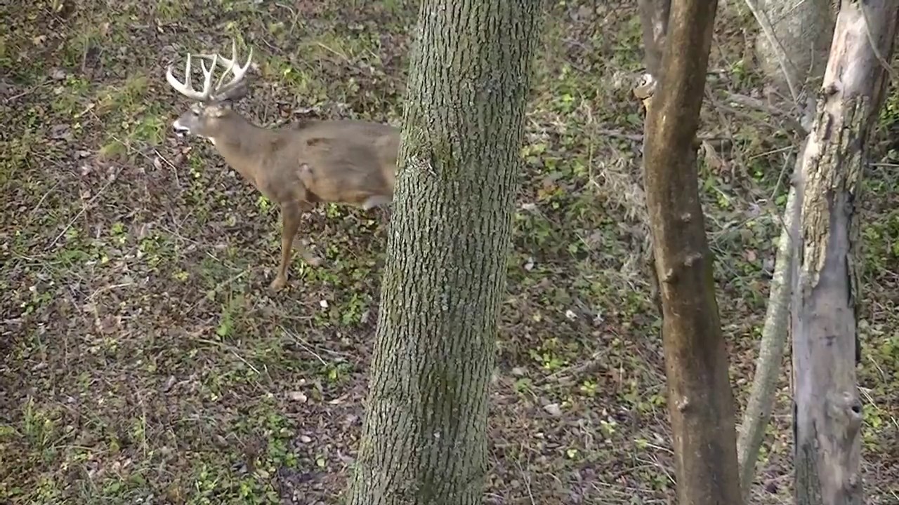 Iowa Bow Hunt 2016