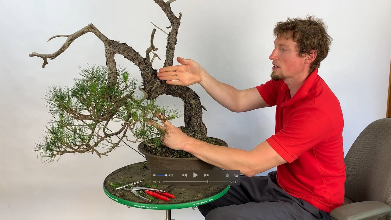 Japanese Red Pine Summer Styling (Part 2)
