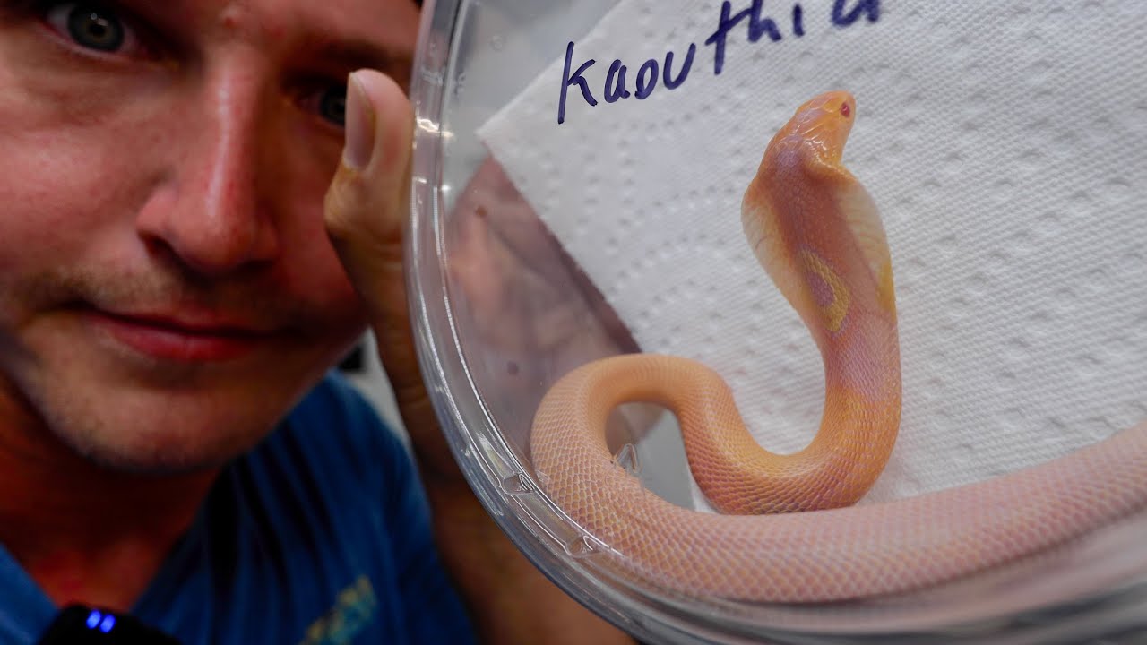 Shipping Baby Cobras Across the Country!