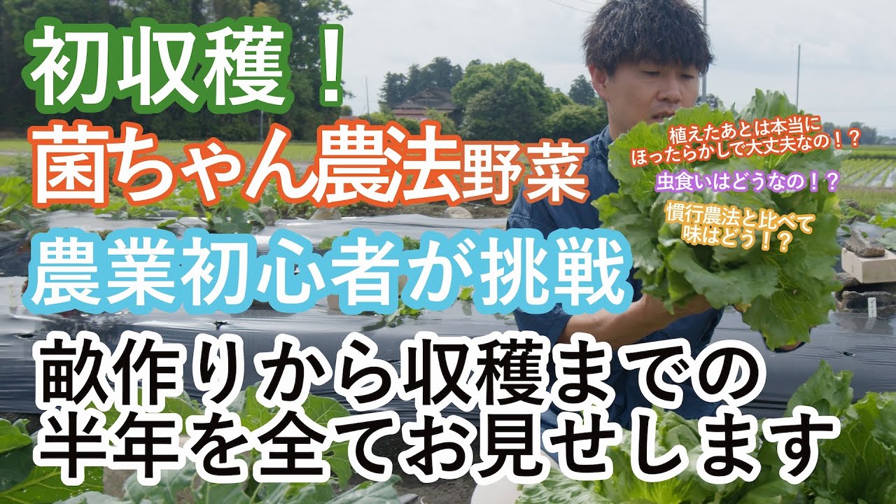 【初収穫！菌ちゃん農法で育てたレタス】畝作りから収穫までの様子を丸々お届けします｜えんファーム（旧ばばちゃんファーム）