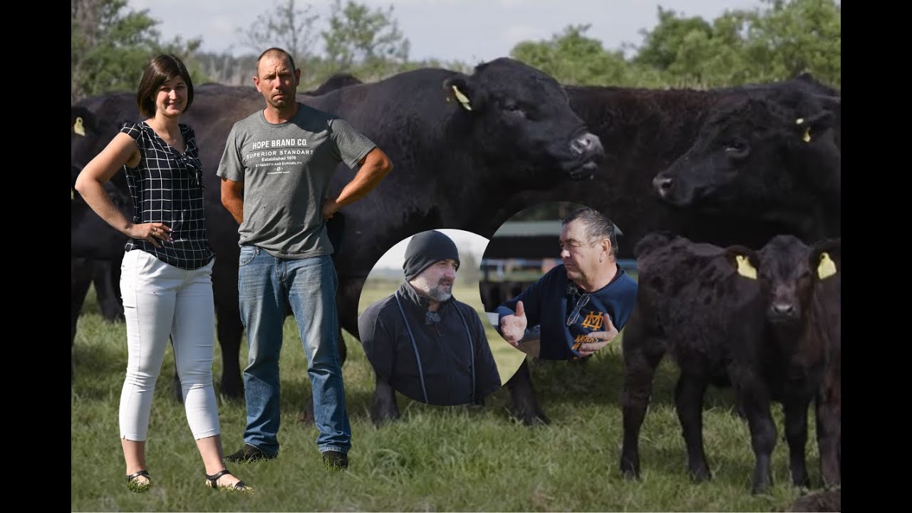 AG Hodowla Spółdzielnia: rozród bydła rasy Aberdeen Angus. Jakie wyniki osiąga stado w Borkach?