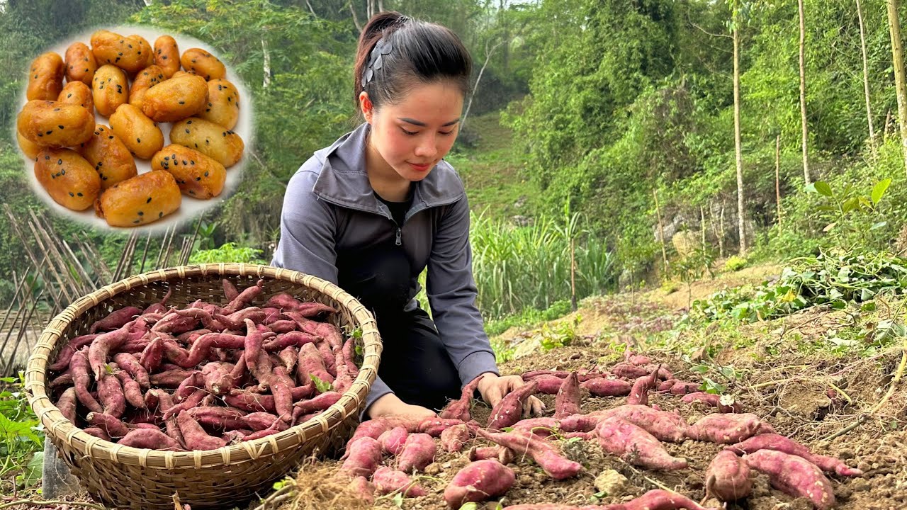 Process of making cocoon sweet potatoes - harvesting potatoes and bringing them to the market to