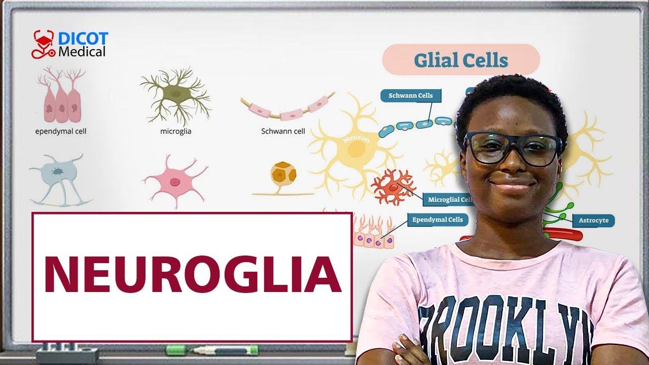 THE CELLS OF THE NERVOUS SYSTEM PART 2 (NEUROGLIA)