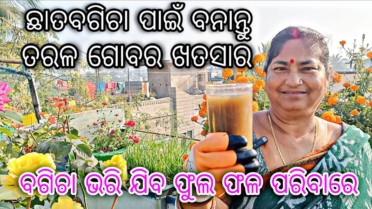ଛାତବଗିଚା ପାଇଁ ବନାନ୍ତୁ ତରଳ ଗୋବର ଖତସାର || ବଗିଚା ଭରି ଯିବ ଫୁଲ ଫଳ ପରିବାରେ || Odia Terrace Garden