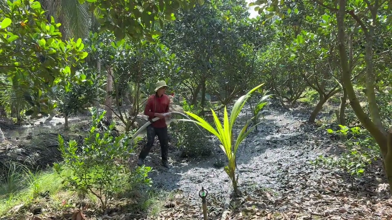 Tân mít chia sẻ cách phục hồi cây sao khi ăn trái song làm bông tiếp cây không si năng xuất cao 