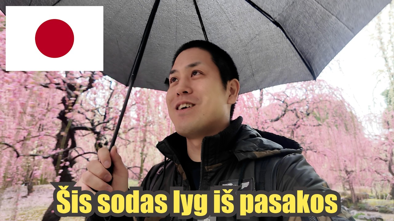 Gal slyvos yra gražesnės negu sakuros