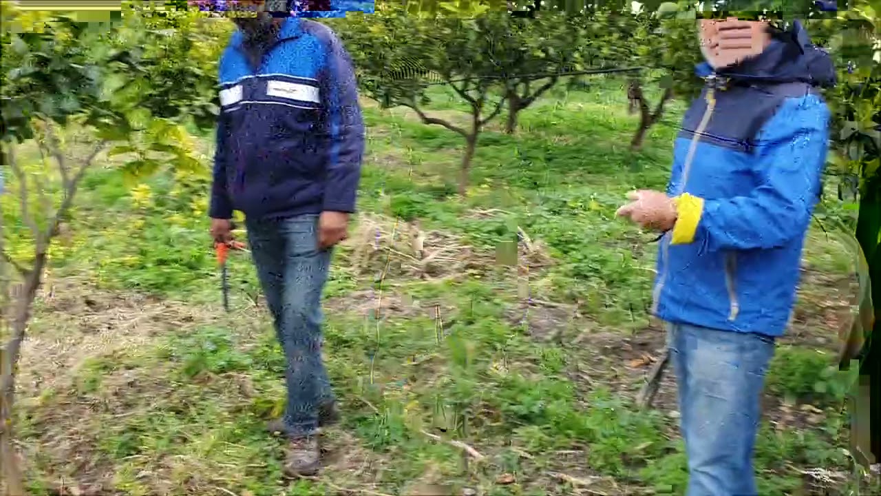 GIORNATA TECNICA SUL BERGAMOTTO