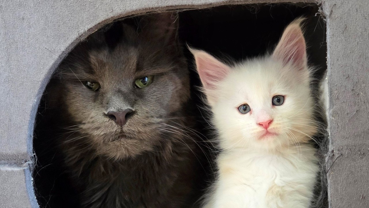Grandma Cat Goes Crazy Over Her Grandkittens!