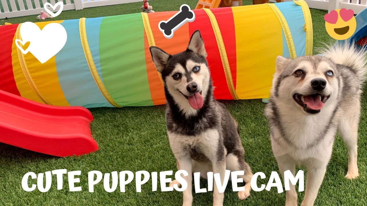 Puppies Live Cam-Cute Alaskan Klee Kai, Miniature Husky Dogs