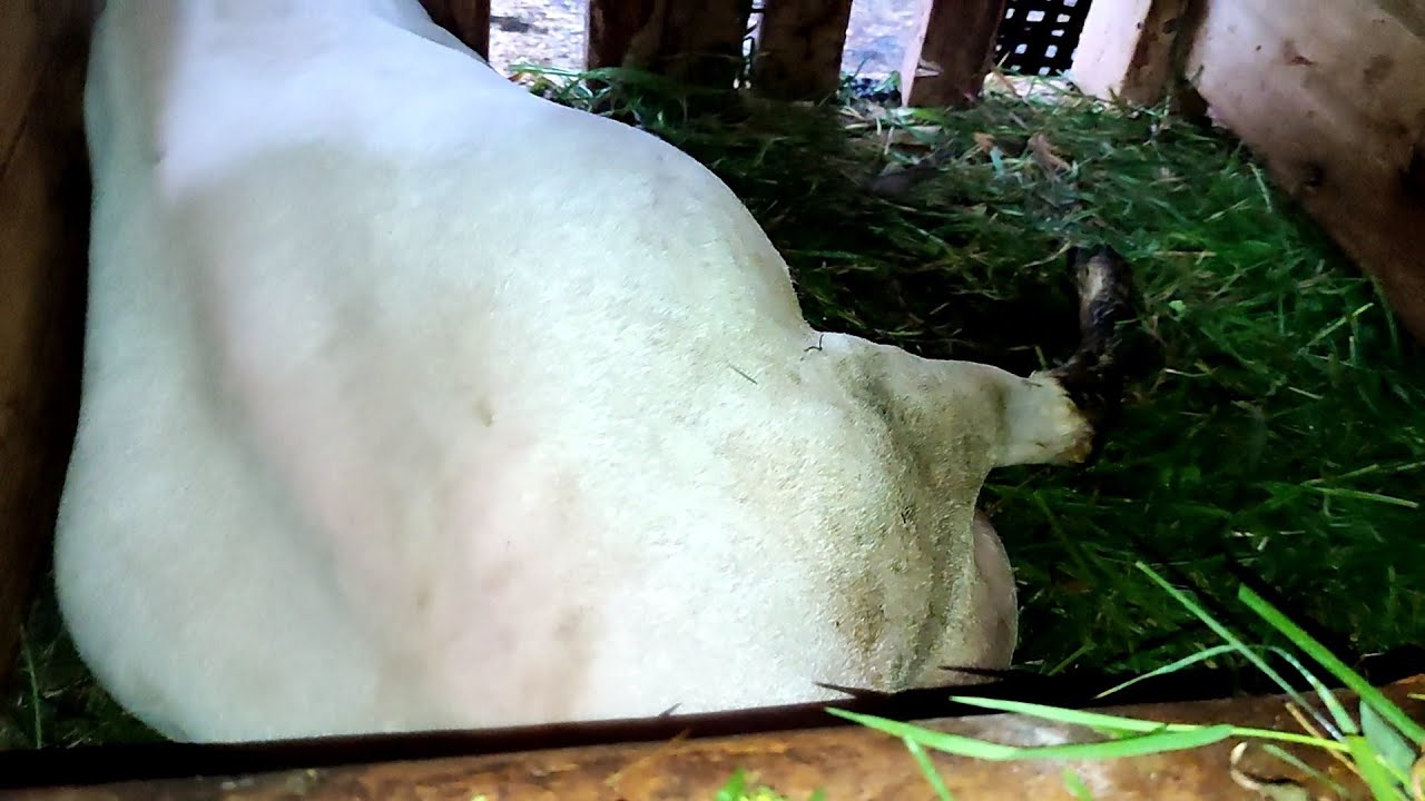 Domba Garut Genetik Super Melahirkan Anak Yang Super Mewah