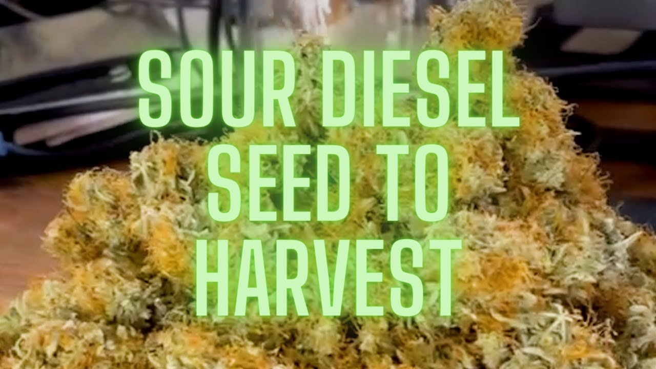 Mastering Beginner Grow Seed to Harvest - Sour Diesel