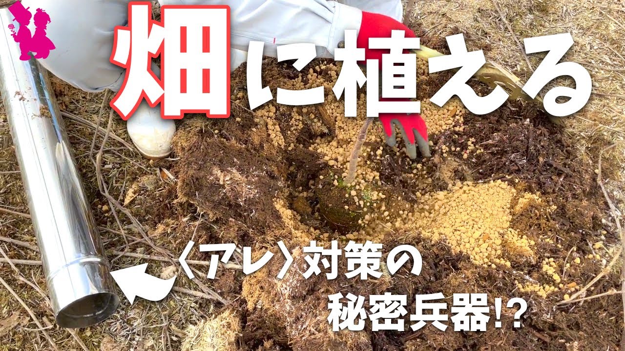 【プロ農家流】イチジクを畑に地植えして収穫を目指す！