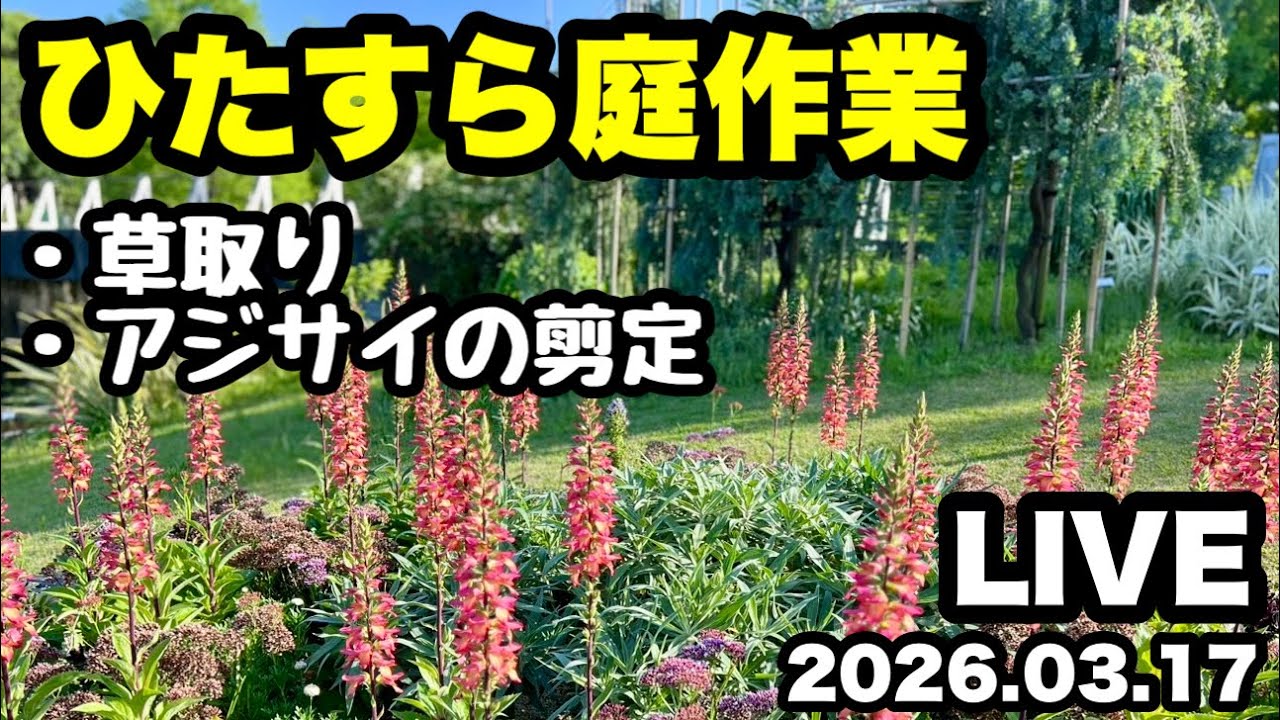 ◆ひたすら庭作業をするだけのLIVE的な…