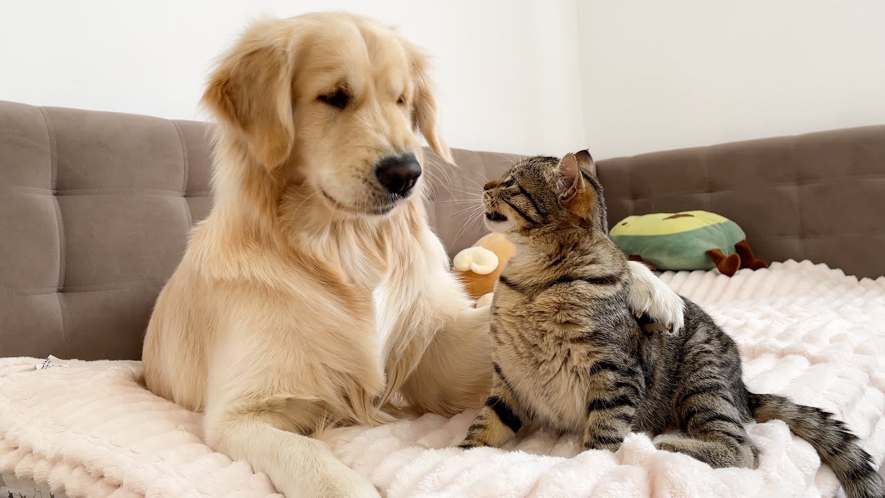 Funny Kitten Grows Up Believing He’s a Big Golden Retriever (So Funny!!)