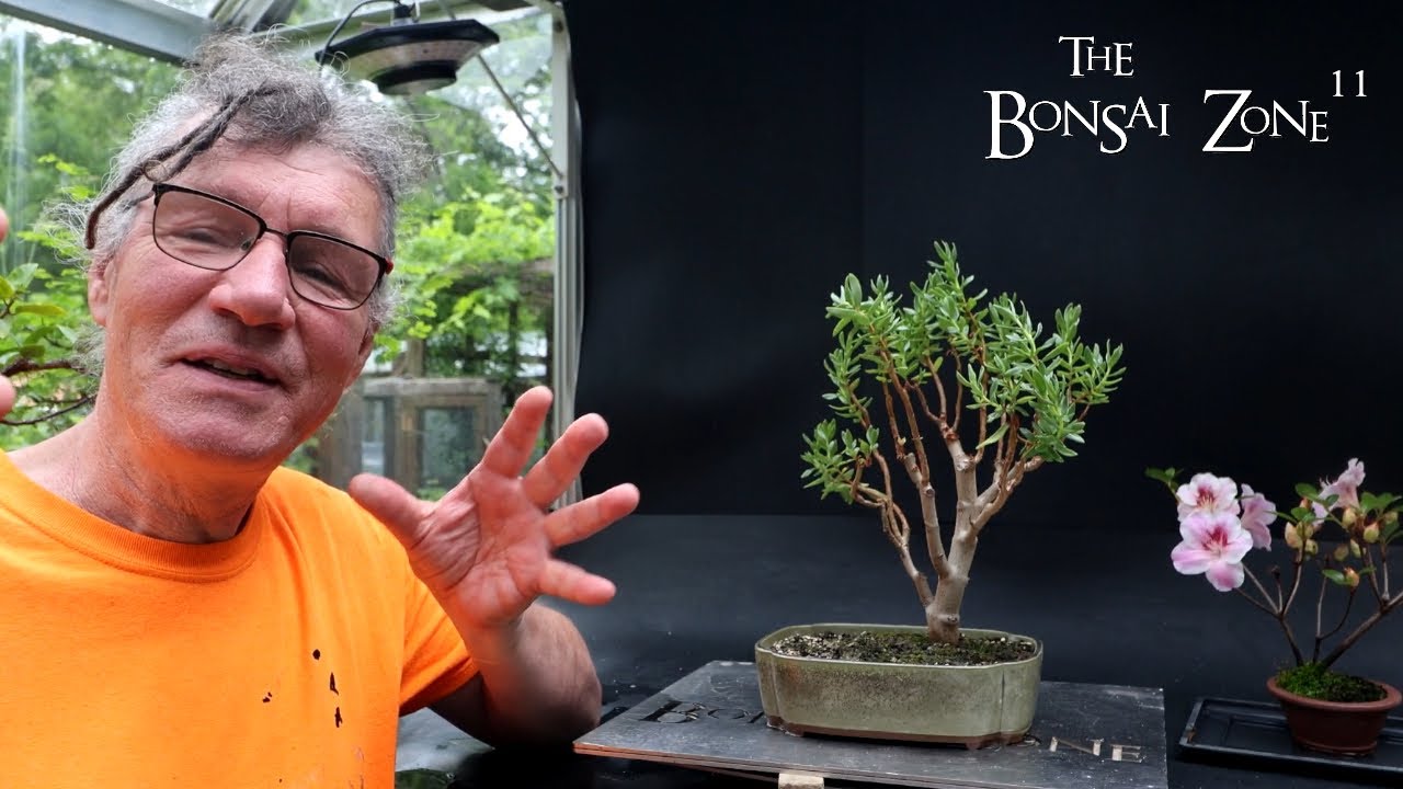 Обрезка суккулентов, The Bonsai Zone, июнь 2024 г.