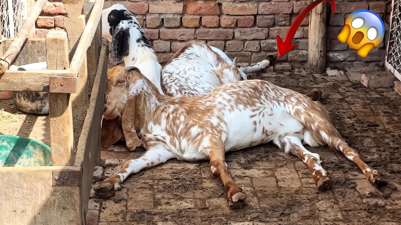 Tiger ko kya ho Gaya 😱