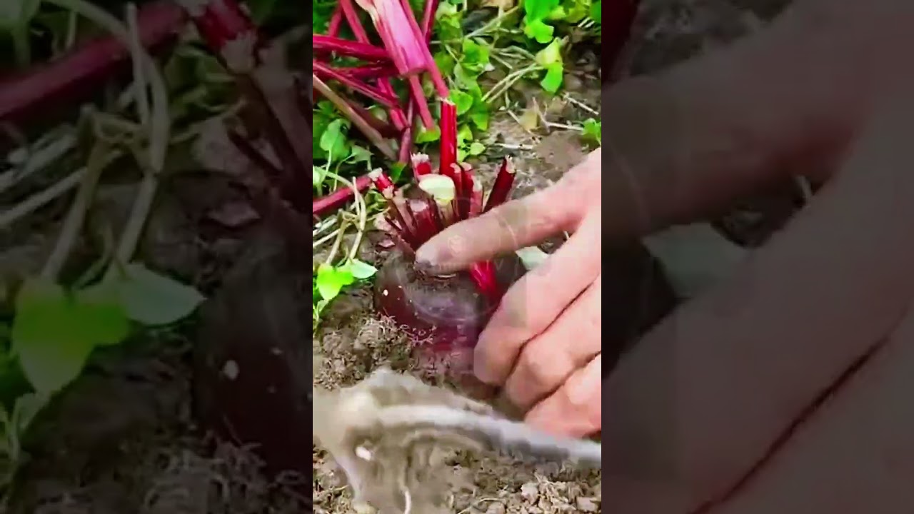 The Vibrant Ruby: Harvesting Nature&rsquo;s Sweetest Beet! 🍠⛏️ #farmoratv #nature #asmr