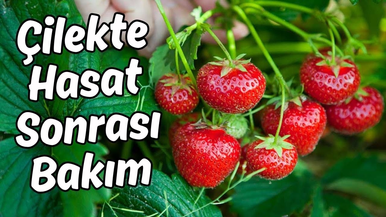 Çilekte İlk Hasattan Sonra Mutlaka Yapmanız Gerekenler! 🍓#cilek
