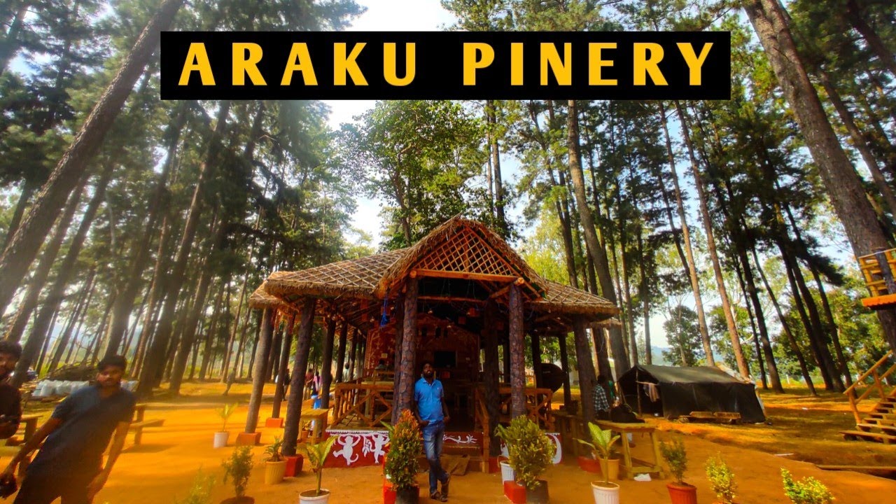 Araku Pinery | Camping tents in araku valley | Araku camping tents