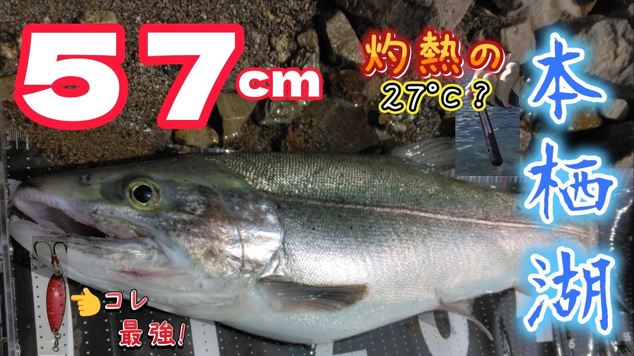 【真夏の高水温】本栖湖でスーパーレインボー！目標を遥かに超える57cmのデカニジをゲット！2025本栖湖🌈第6弾/Lake Motosu/Blueback Rainbow Trout