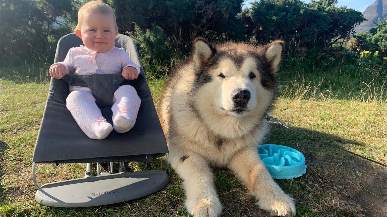 Life With Malamutes And Baby! VANLIFE Campervan Vlog (Come On Holiday With Us)