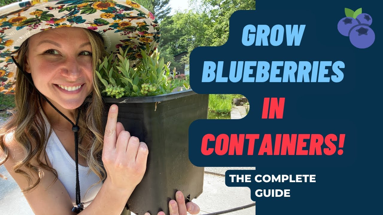 Grow Blueberries In Containers: Great for Small Gardens, Patios, and Porches!