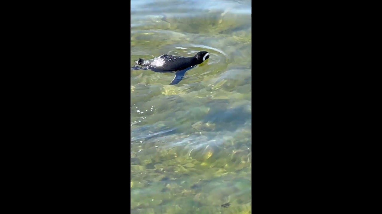 Magellanic penguin has an itch. Port Stanley, Falkland Islands.  #penguins #falklandislands #fyp