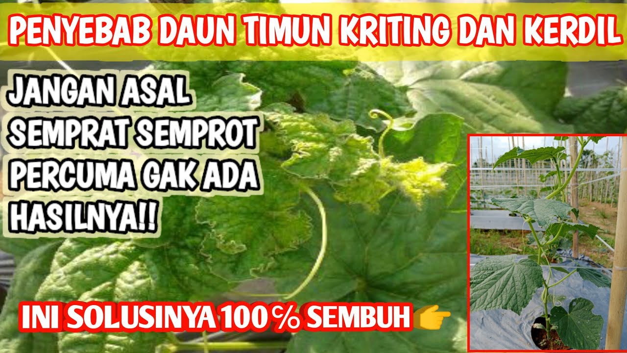 SOLUSI PALING TEPAT||CARA MENGATASI DAUN TIMUN YANG KRITING