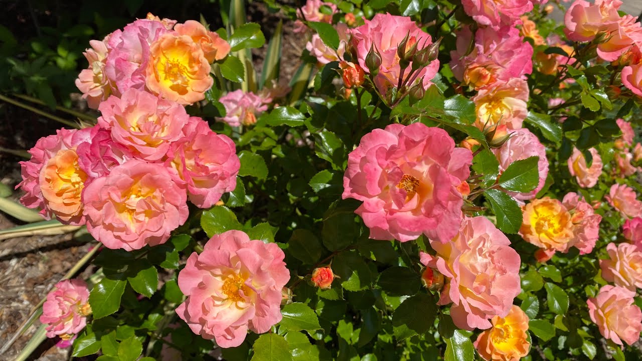 Early June Garden Tour: What's Blooming?