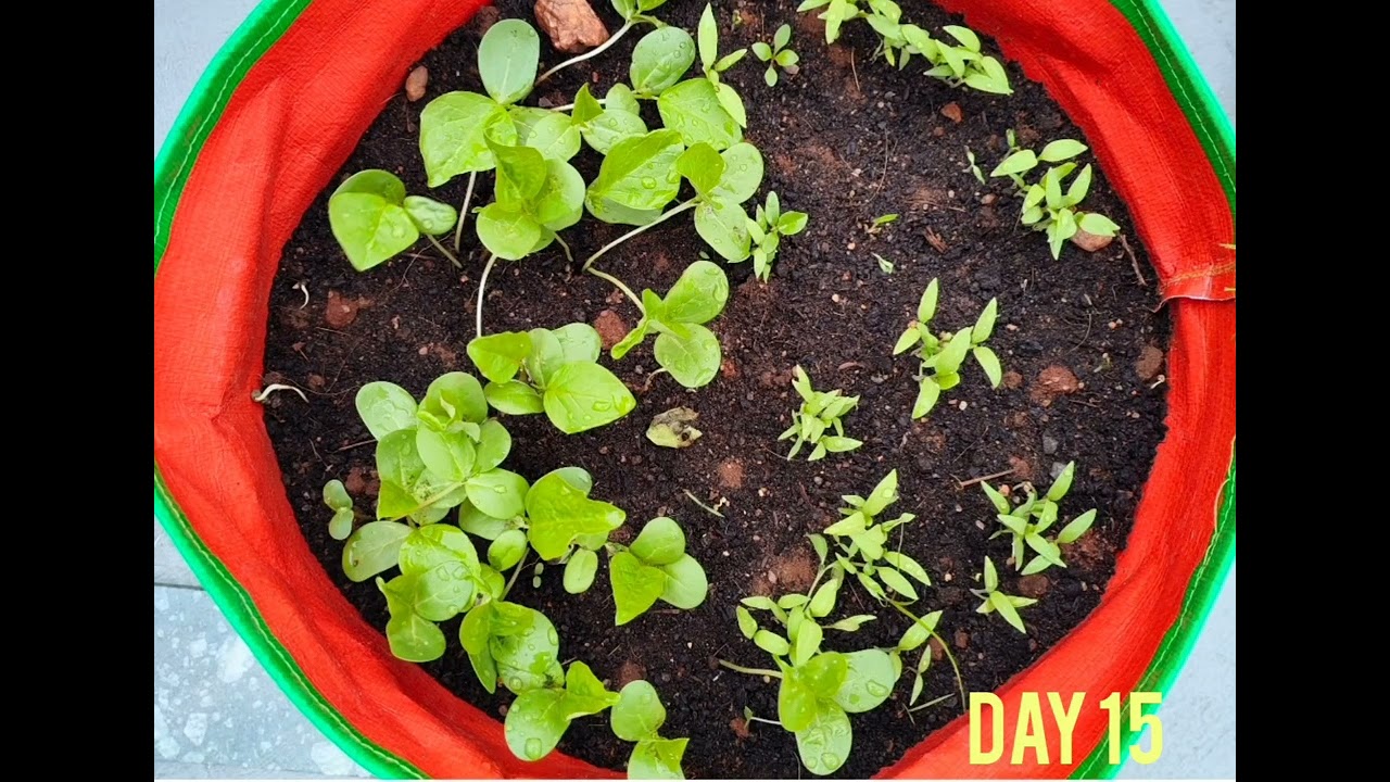 Cluster beans in terrace garden Seed to Harvest Tamil/English (Grow Bag)
