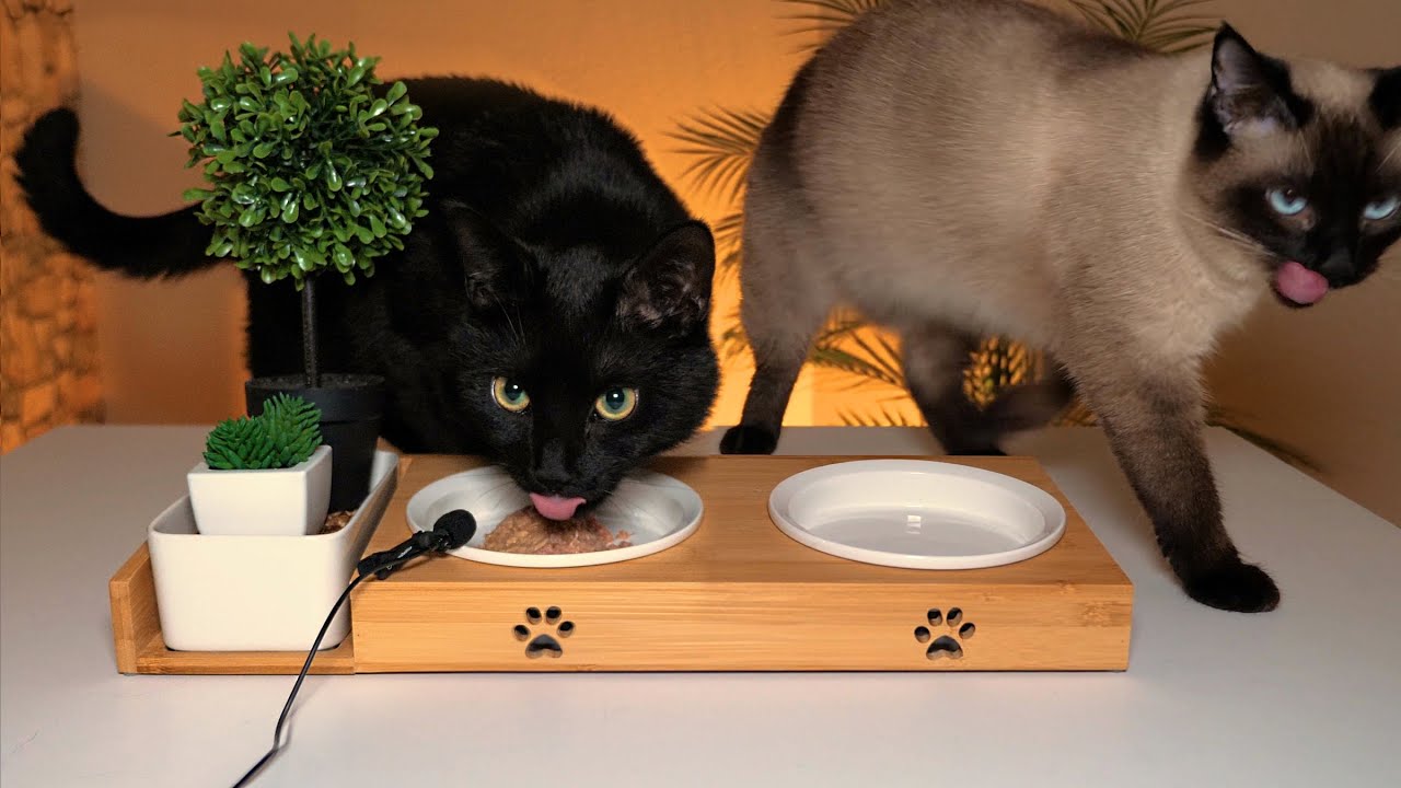 Cats eating tuna & treats - ASMR