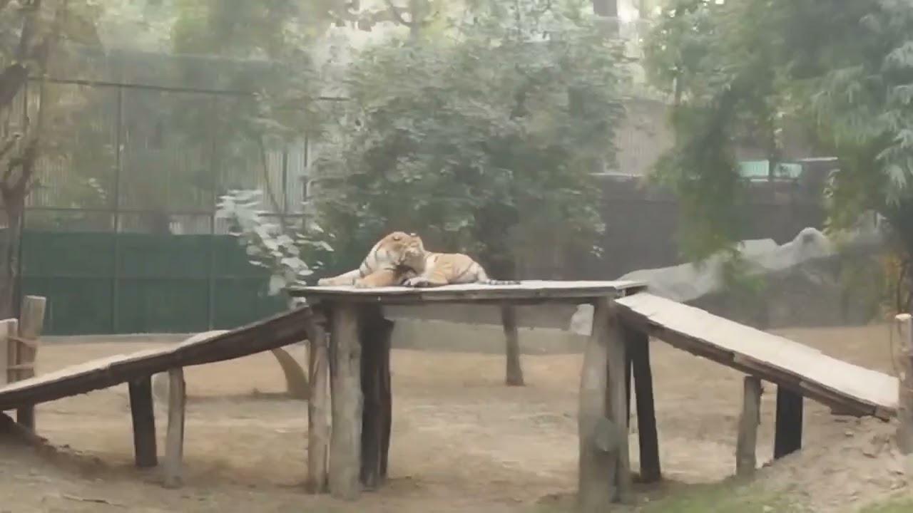 delhi zoo full tour