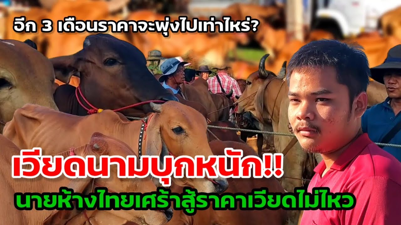 เวียดนามบุกหนัก! นายห้างไทยเศร้าสู้ราคาเวียดไม่ไหว #ตลาดนัดโคกระบือ #ราคาวัววันนี้