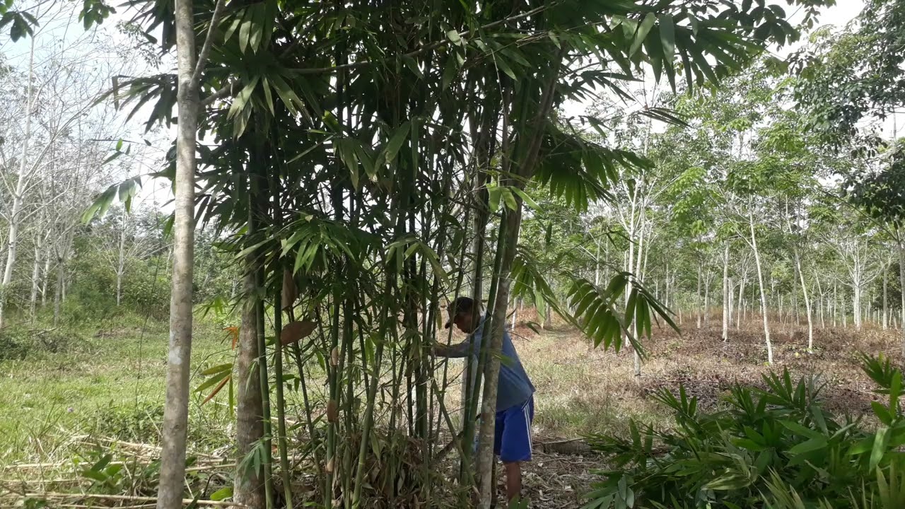 Cutting Indonesian Bamboo Tree