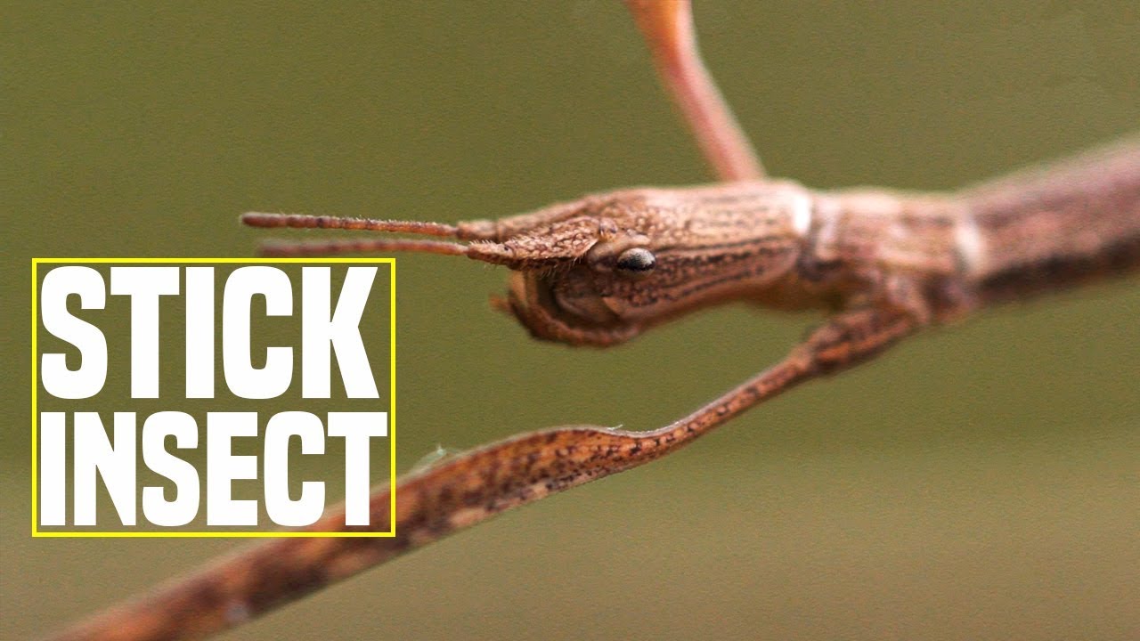 Facts About Stick Insects
