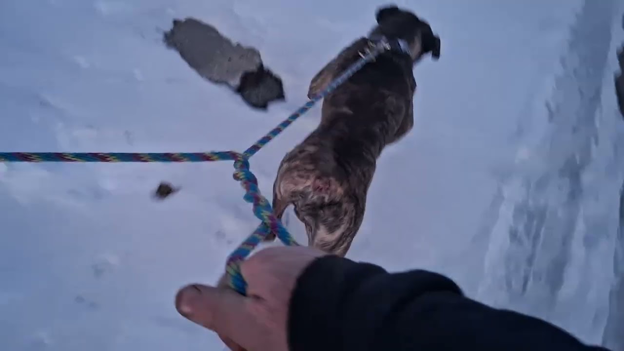 Struggles with Walking Energetic Dogs  ||  Dog Mushing  #asmr